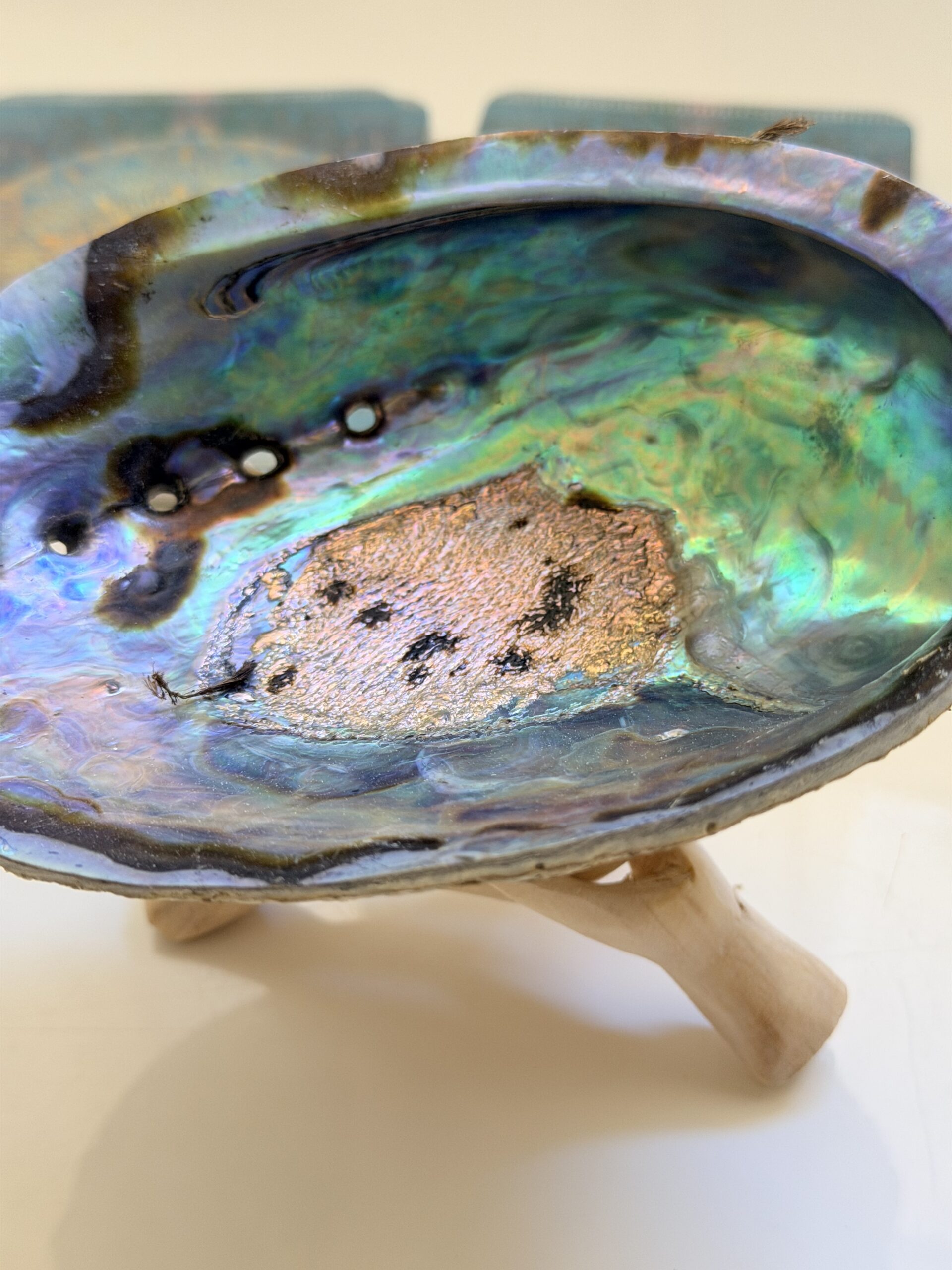 Abalone shell for smudging